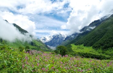 (A)_Valley_of_flowers,_Garhwal_Uttarakhand_India