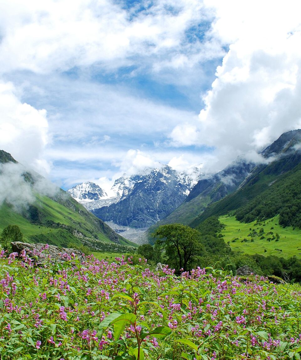 (A)_Valley_of_flowers,_Garhwal_Uttarakhand_India