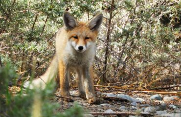 Himalayan Red Fox at the IRC